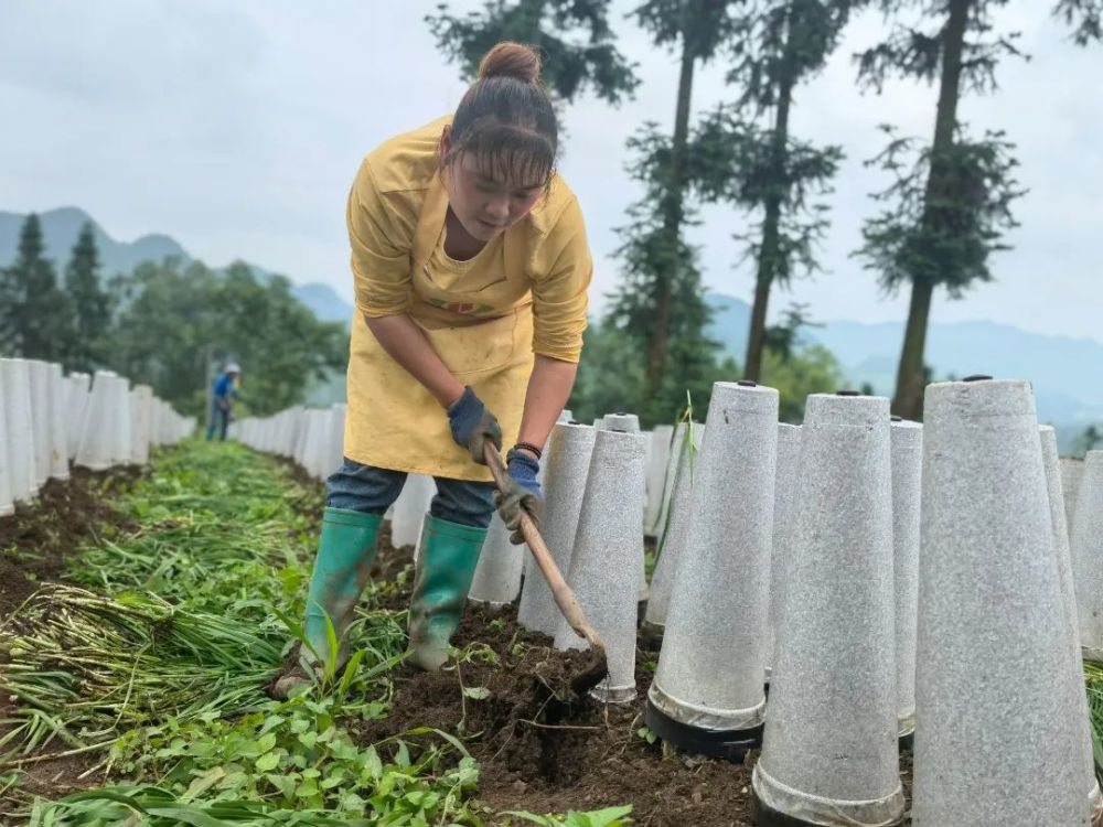 走進牛場鎮水營村韭菜種植基地,務工人員有的搬運套筒,有的割韭菜,有