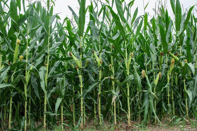 玉米地(资料图)但是近几年情况不一样了,随着我们这里引进不少先进的