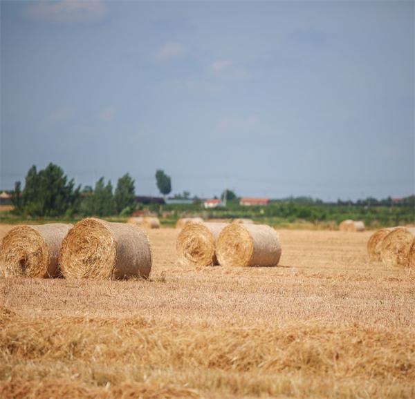 小麦秸秆也开始卷了_腾讯新闻