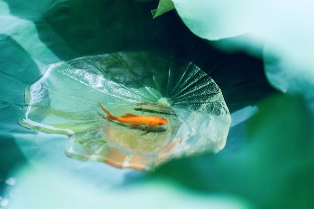 心靜自然涼夏至三候一候鹿角解夏至前後鹿角開始自然脫落呦呦鹿鳴,食