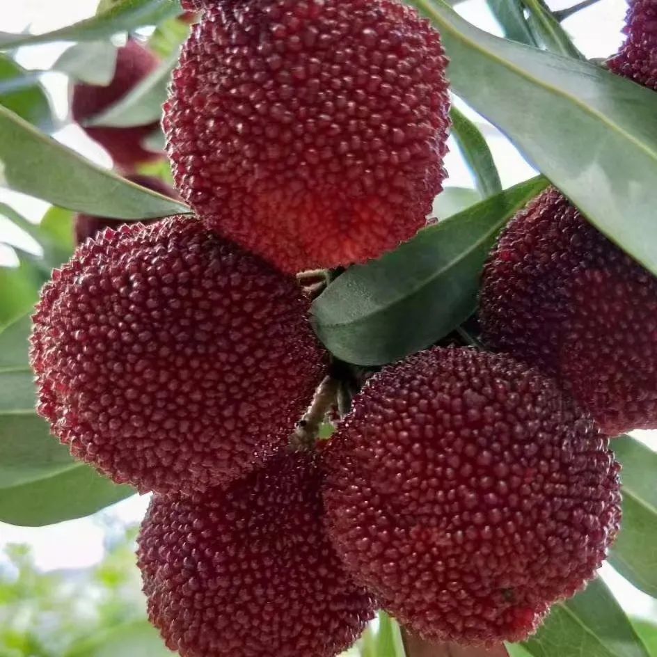 东魁自然成熟最晚,味道独特的文成高山杨梅来了_腾讯新闻