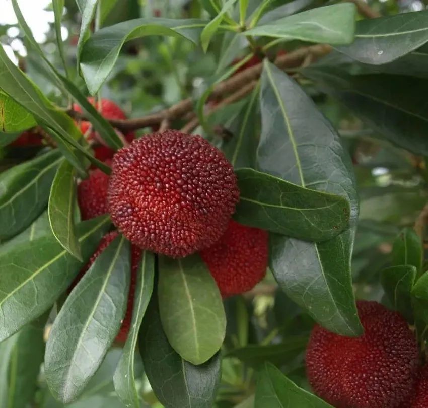 东魁自然成熟最晚,味道独特的文成高山杨梅来了_腾讯新闻