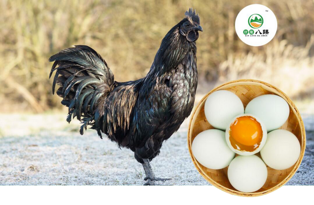 "欣隆八臻"—五黑鸡蛋