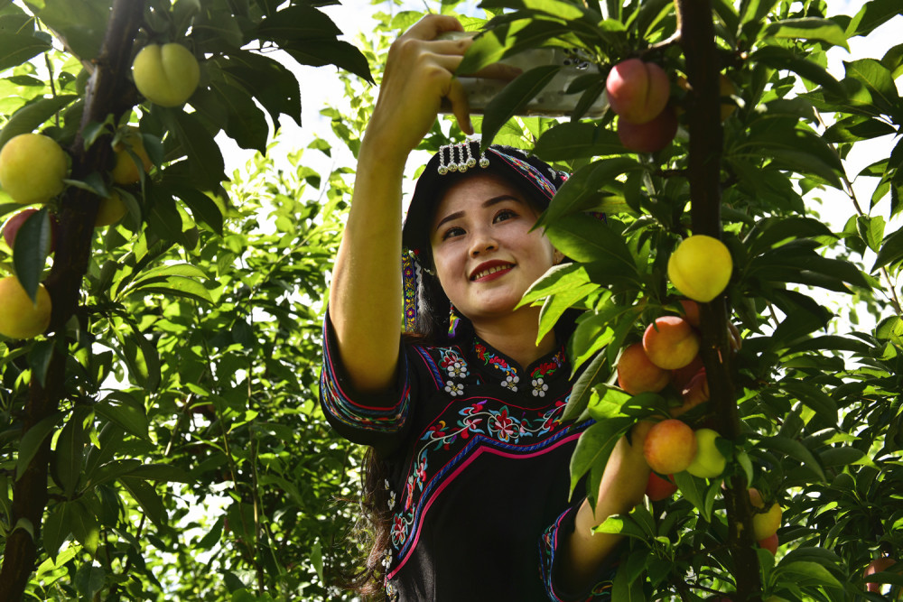 黔南罗甸李子正成熟游客来尝鲜