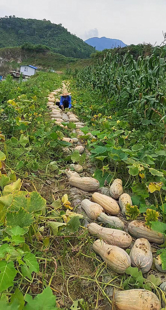 黔南罗甸蜜本南瓜获丰收群众笑开颜