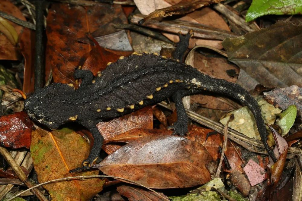 想尝一尝《千与千寻》中的"烤蝾螈",当心牢底坐穿!_腾讯新闻