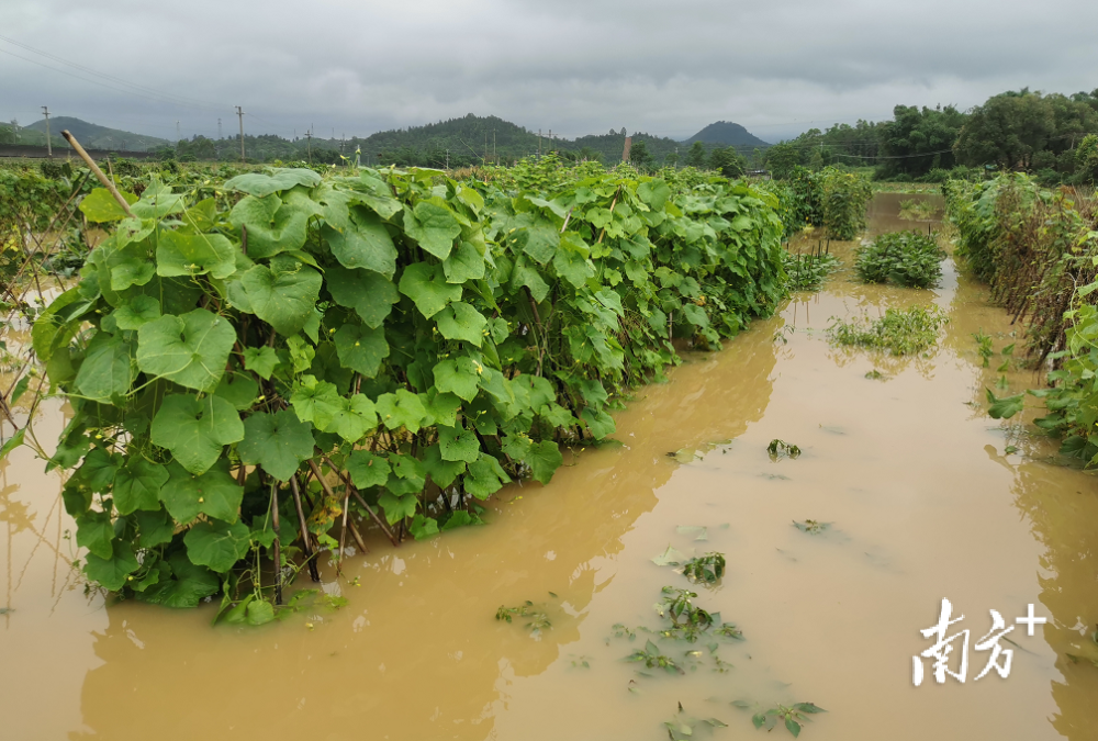 遭遇强降雨,乐昌15000余亩农田被淹