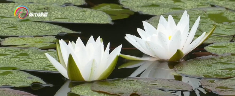 水月观音 美国蓝睡莲 印度红睡莲 这个公园居然有40多个品种陆续开放了 现在打卡正合适 腾讯新闻