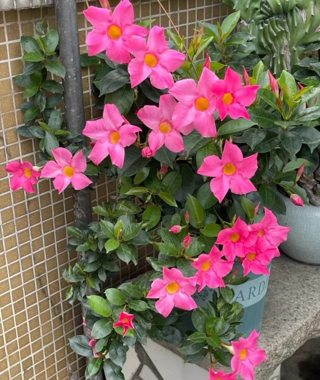 耐热植物"飘香藤,夏天也花开不断,皮实好养活,你值得拥有