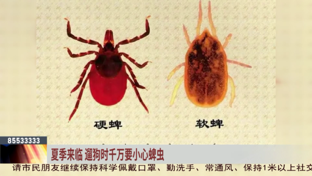 夏季来临 遛狗时千万要小心蜱虫