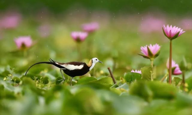 珍贵的"凌波仙子"现身阳江|摄影师潜伏莲池一周,拍下其求偶,产卵过程