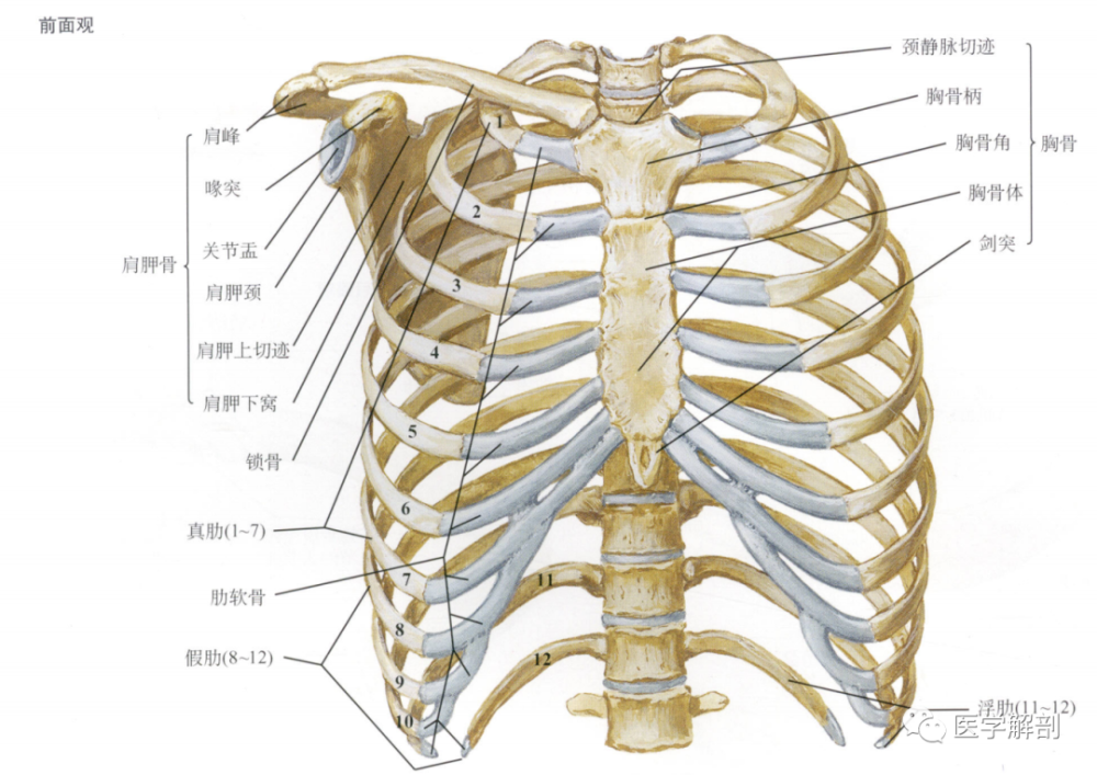 奈特解剖图谱肋骨的解剖及连结