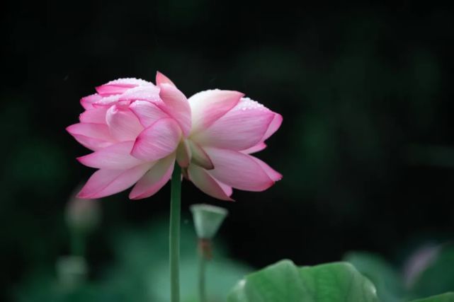 花开并蒂好运莲莲十万分之一的概率就在你身边