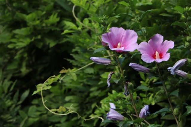 夏至节气之花木槿八首:槿花亦可浮杯上,槿艳繁花满树红