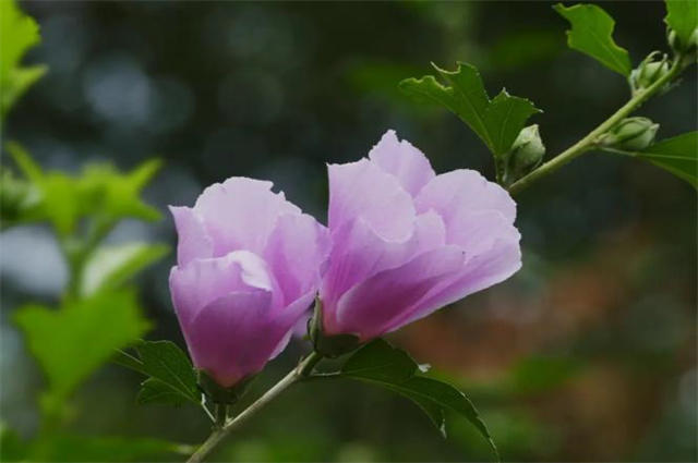 夏至节气之花木槿八首 槿花亦可浮杯上 槿艳繁花满树红 花木槿 木槿 节气