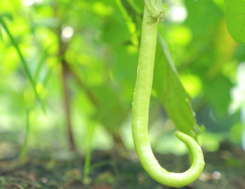 盐步秋茄清甜上市,与夏天绝配!快尝_腾讯新闻