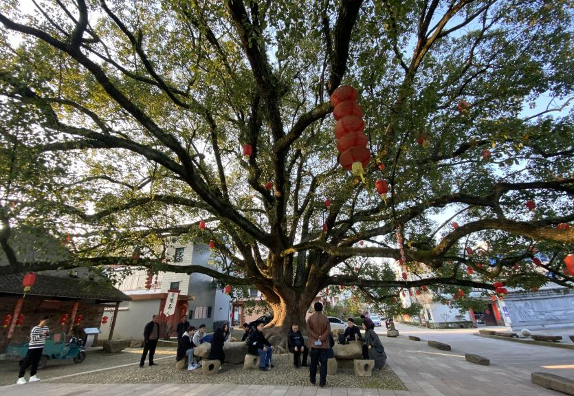 在寧波寧海的大樟樹下這群上海大學生迎來畢業答辯