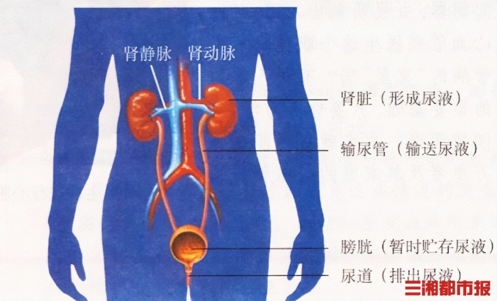 夏季出汗多这些容易中招的泌尿系疾病要留意