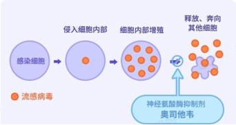 奥力司他胶囊_磷酸奥司他韦胶囊药说明书_奥曲美奥利司他胶囊