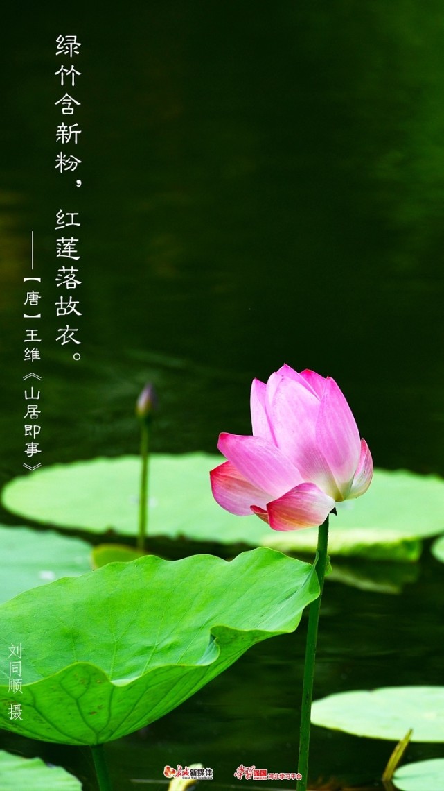 海报集丨夏至·荷花别样红