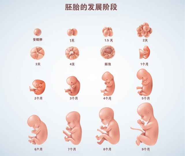 胎儿在母腹中的成长过程,喜欢听优美的音乐