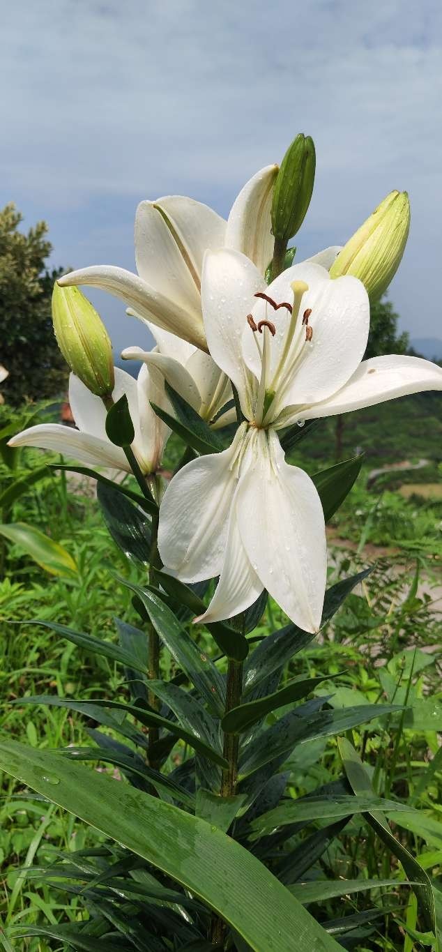 娇艳百合花_腾讯新闻