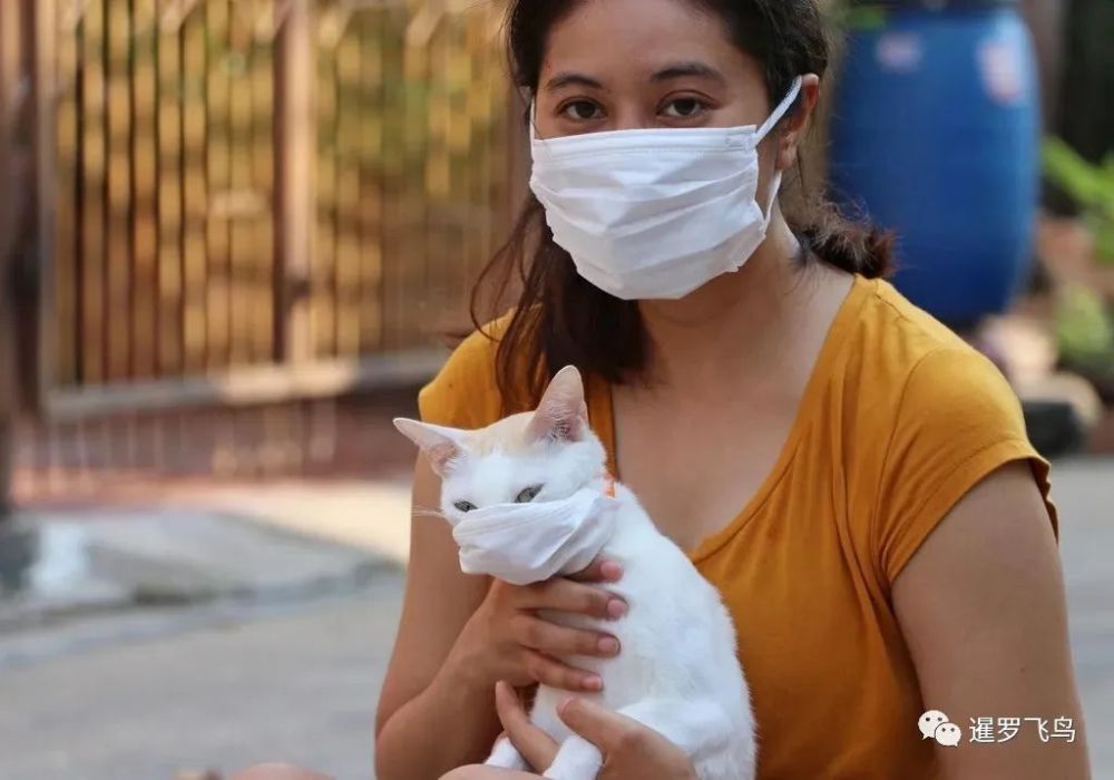 泰国首例新冠病毒猫传人引起全球关注