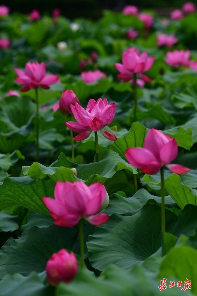 重重莲叶青朵朵菡萏红