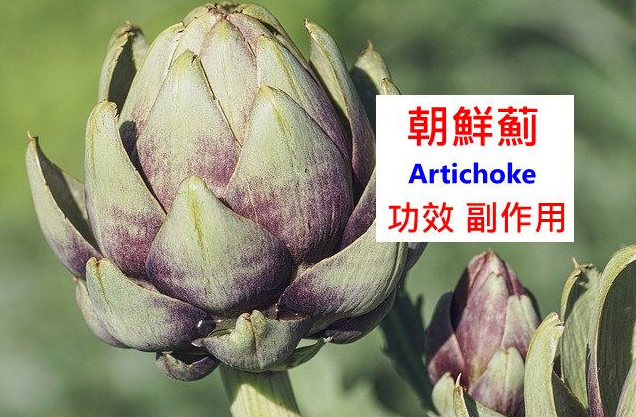 朝鮮薊補劑的6種功效及副作用6點使用禁忌請小心