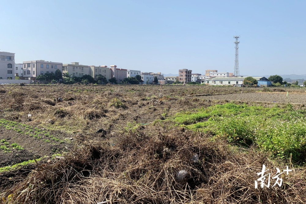 潮南啃荒記丨成田鎮開荒幫扶兩不誤駐鎮工作隊種上高產值果蔬