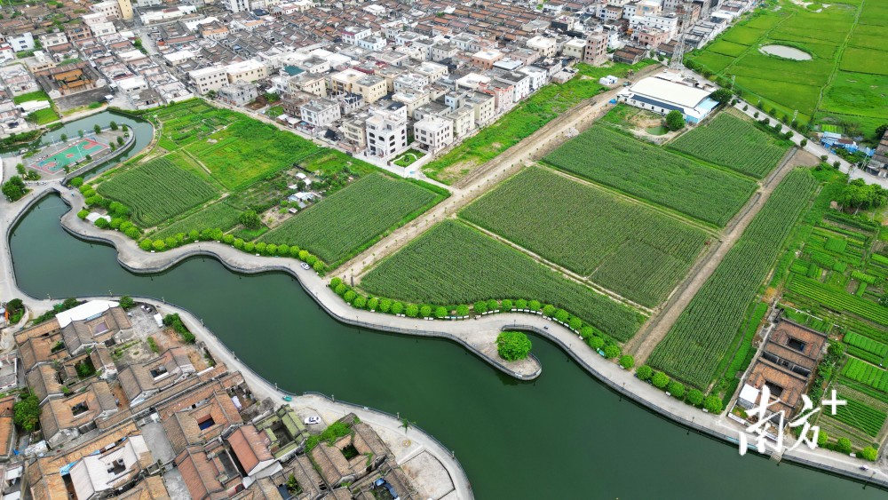 潮南"啃"荒记丨成田镇:开荒帮扶两不误,驻镇工作队种上高产值果蔬