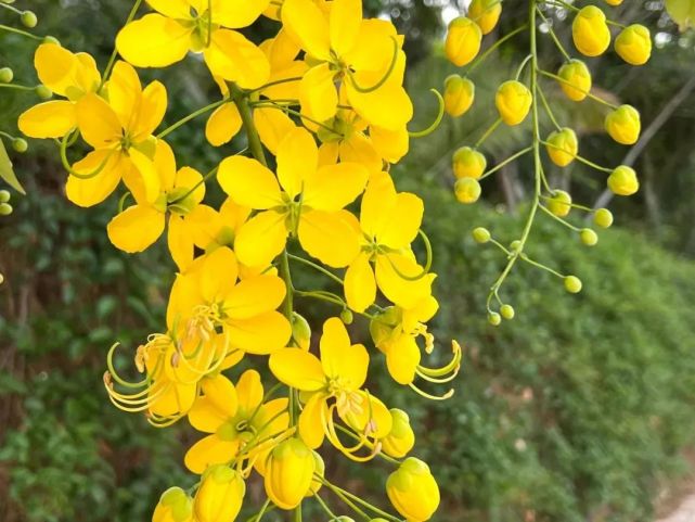 提香 黄金雨图片