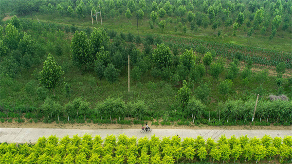 四旁植树助力改善乡村生态环境