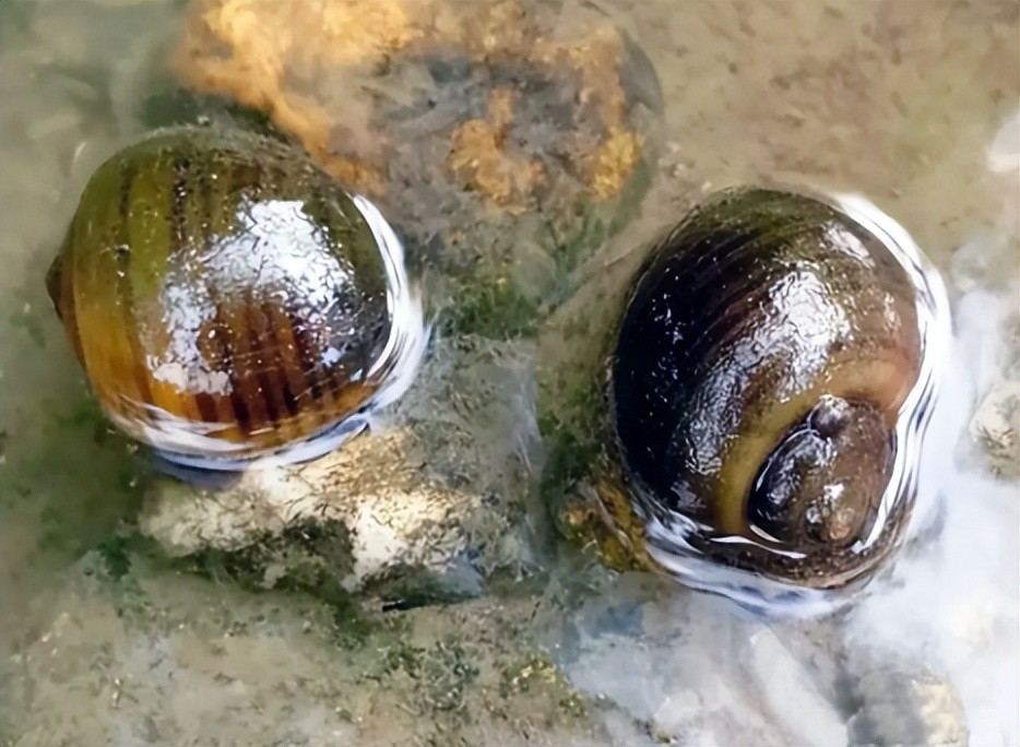 又名菜螺等,个头较大,原产非洲,是我国首批公布的有害外来入侵物种