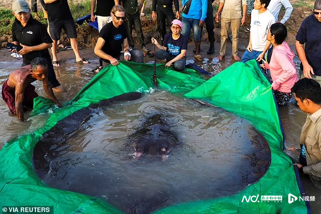世界最大淡水鱼黄貂鱼惊现柬埔寨湄公河,重300千克长4米