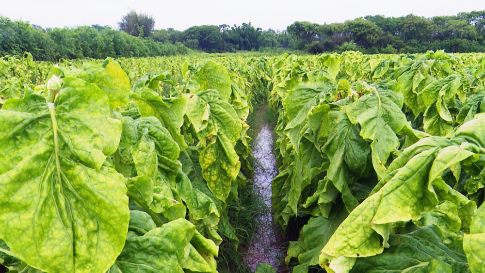 人保财险南雄支公司积极作为做好农作物受灾理赔