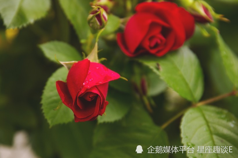 6月23日星座运势 好运降临 喜笑颜开的四大星座 腾讯新闻