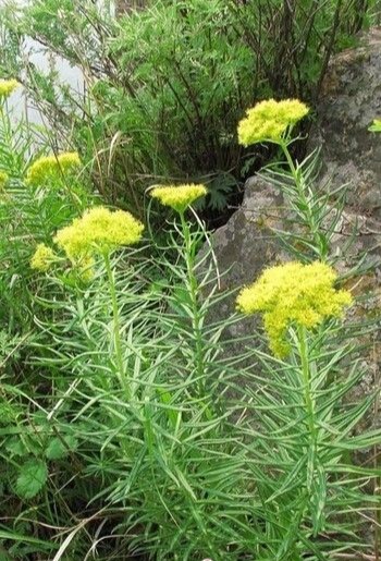 獅子七是一個別名,這個名稱出自《秦嶺植物誌》,是太白山地區的一種