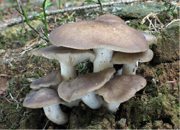 荒野维生野菜系列——暗褐寓褶伞