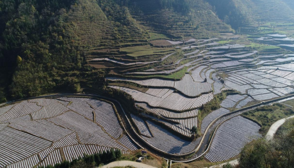 织金县三塘镇大力发展蔬菜产业助力乡村振兴