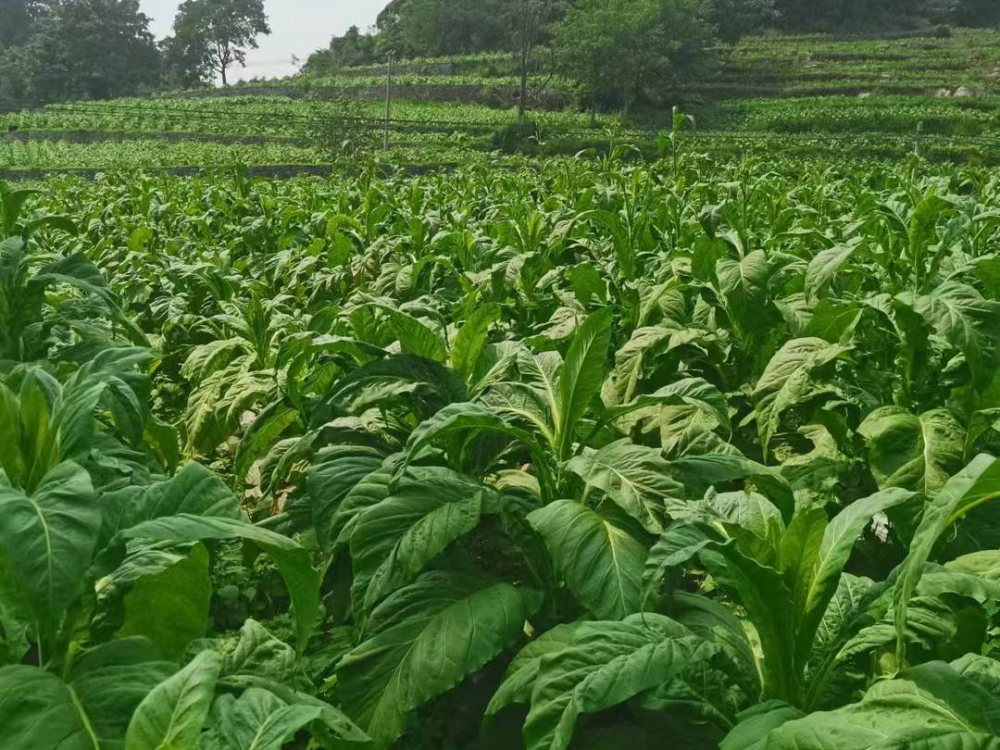 据统计,今年该乡烤烟种植面积3310亩,预计产量5600担,产值870万元