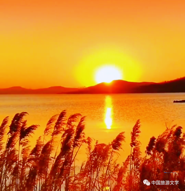 【飘过心灵的音符】夕阳慢慢西沉随风的芦苇衬托着金色的湖面悠扬的