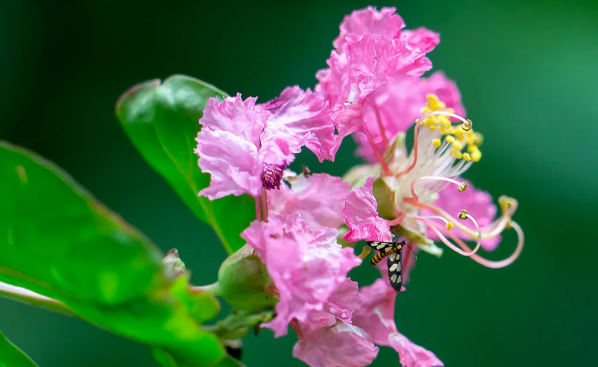 上面的古詩是白居易的一首《紫薇花》,紫薇樹形優美,虯枝扭曲纏繞