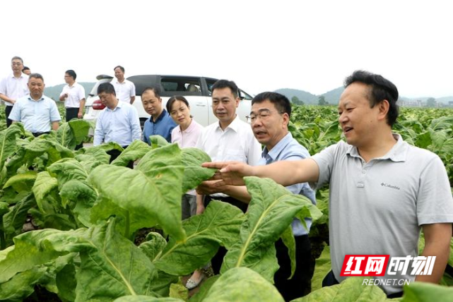 省烟草专卖局局长,总经理孔祥统到新田调研指导烟叶生产工作