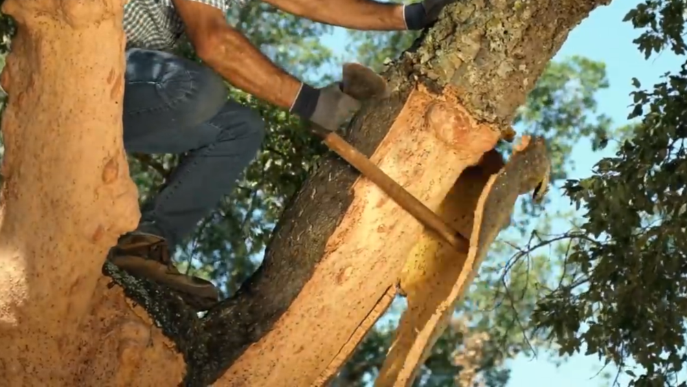 你见过靠剥树皮成首富的吗顶级软木塞能卖35元一个