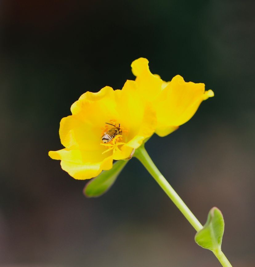 組圖太陽花百般紅紫鬥芳菲