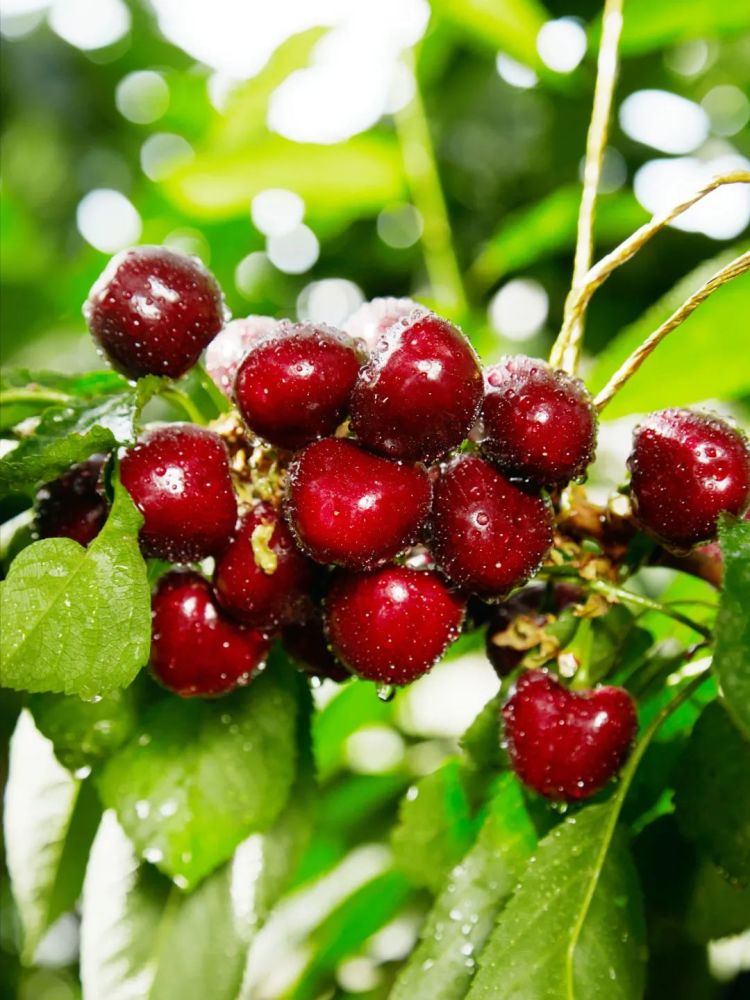 由于气候及技术的原因,新疆尤其是北疆,一直没有大面积种植樱桃的历史