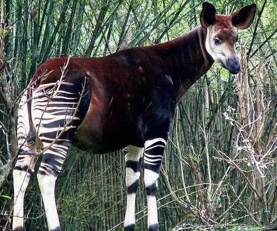 长颈鹿的祖先萨摩麟以及和它同类的远古生物