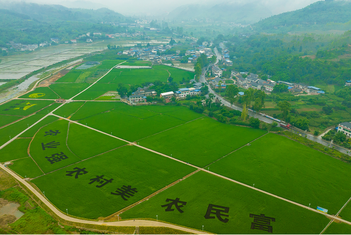 助力鄉村旅遊內江威遠新場鎮稻田作畫描繪鄉村振興