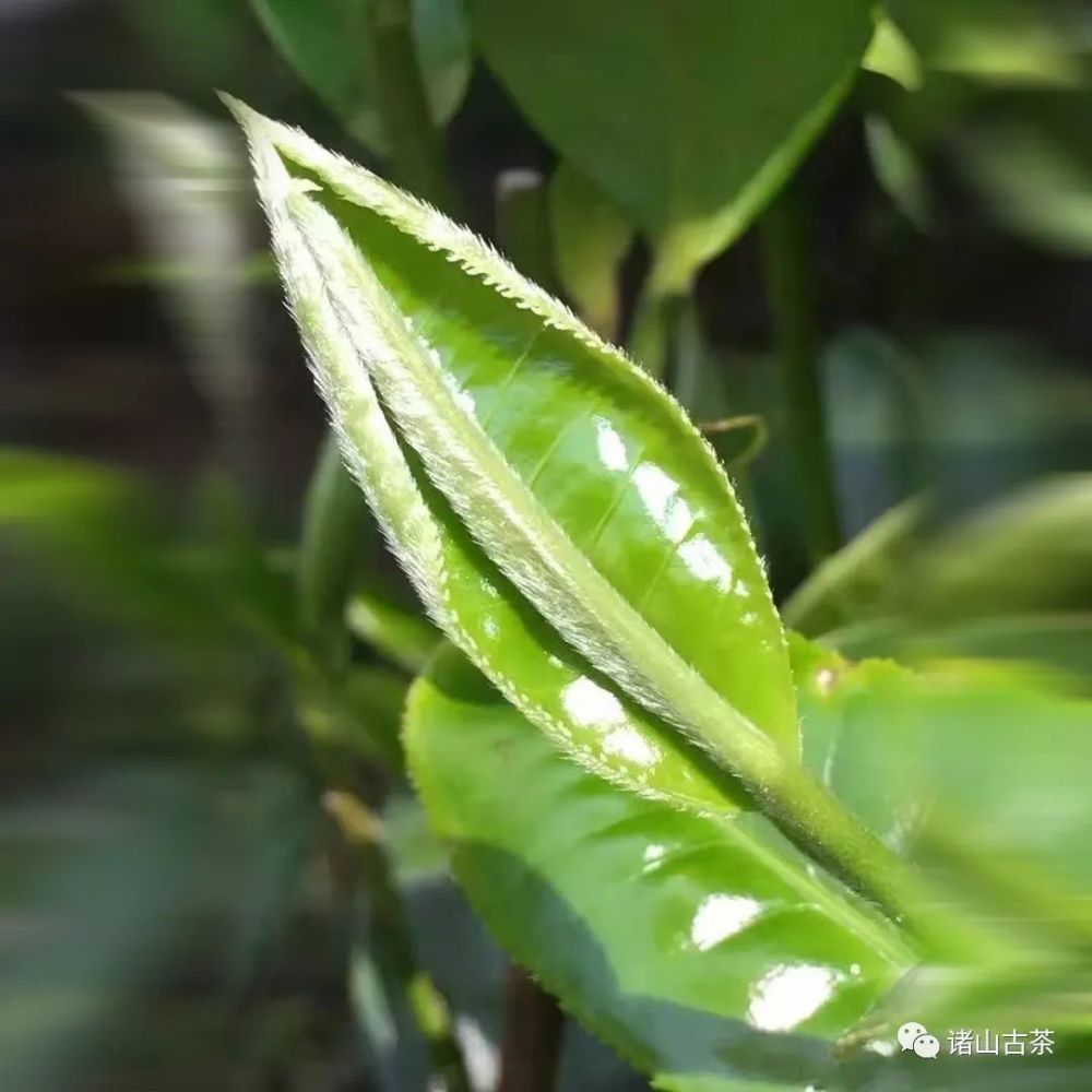 茶 在诗里 生活 在茶中 诸山古茶 腾讯新闻